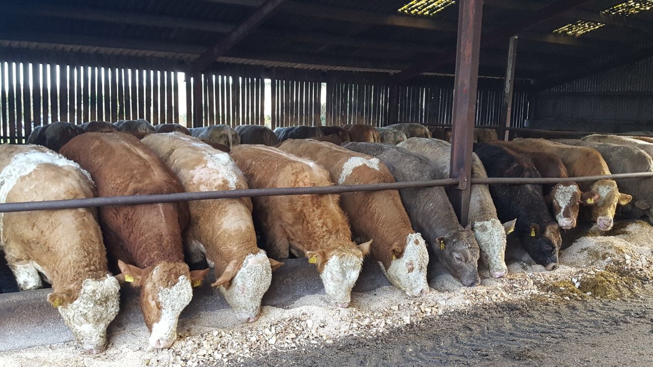 Tăurași la îngrășat